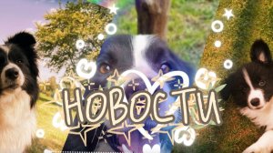 #ПДБ#ПЛЮШ  БЛОКИНГ🌿 новости 🌿
