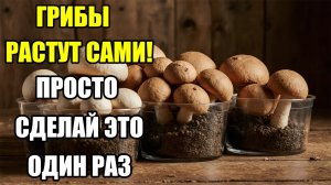 СДЕЛАЙ ЭТО ОДИН РАЗ — И ГРИБЫ БУДУТ РАСТИ ВСЕГДА! ВЫРАЩИВАНИЕ ГРИБОВ ДОМА