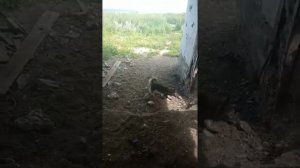 заброшенный коровник