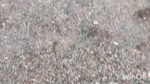 Скумбрия на Крючке!Рыбалка во Владивостоке с берега