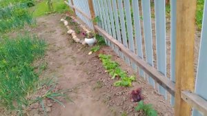 рыбалка удалась! жизнь в деревне
