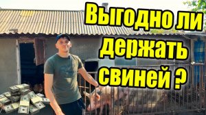 Выгодно ли свиноводство?