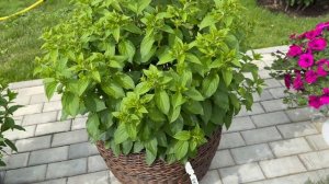 Метельчатые гортензии в горшках в конце июня. Красота уже на подходе)))