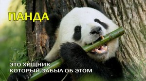 🐼САМЫЙ СТРАННЫЙ ХИЩНИК ПЛАНЕТЫ ⚡ ГЛАЗАМИ УЧЕНЫХ😱