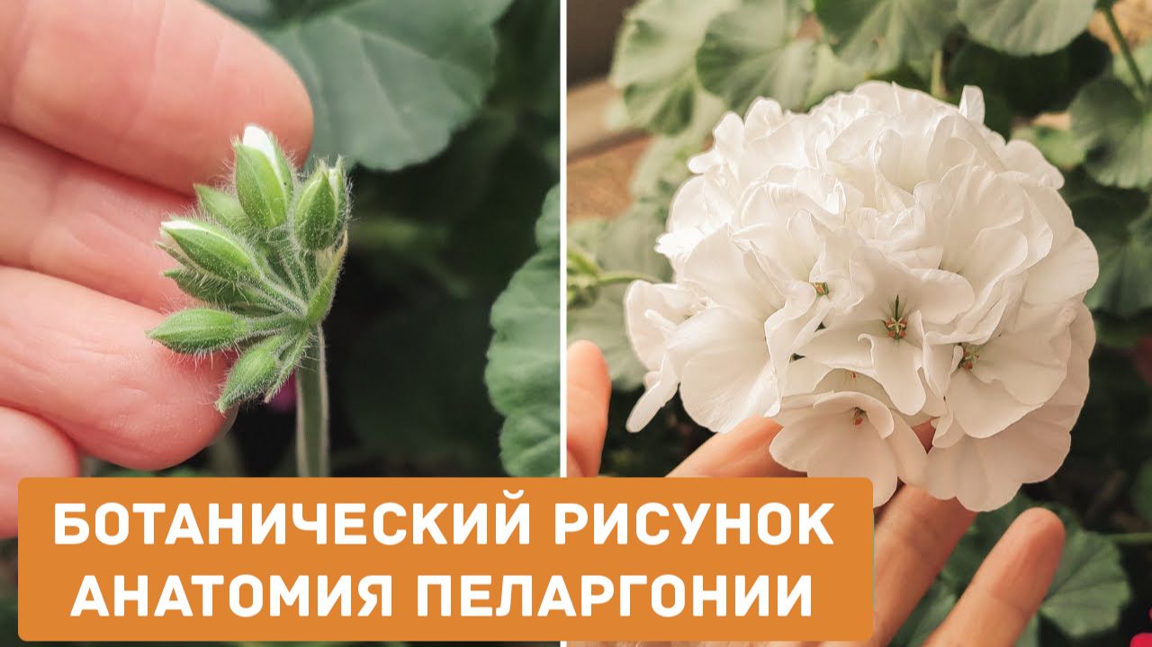 Ботанический рисунок, как нарисовать пеларгонию: разбираем анатомию растения