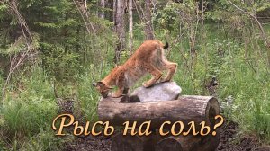 Trailcam D11 #2 | Рысь пришла на соль?
