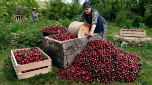 Сезон сбора черешни начался. Сохраняем вкус лета на зиму. Жизнь в Азербайджане