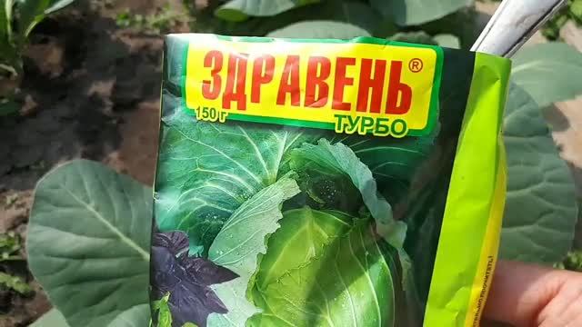 2521. Капусту кормим обязательно!(2022 г )