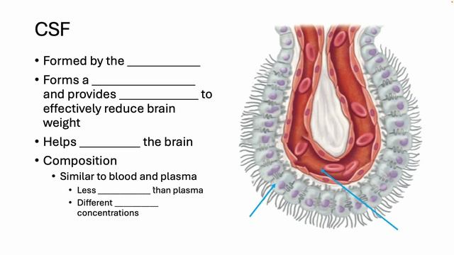 Bio 1090 Lecture 29 CSF & BBB смотреть онлайн