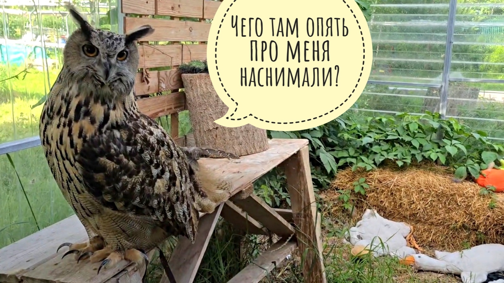 Тайная жизнь совы: угува и тазик с водой - прыгать или не прыгать? смотреть онлайн