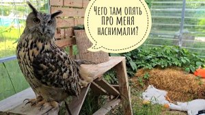 Тайная жизнь совы: угува и тазик с водой - прыгать или не прыгать?
