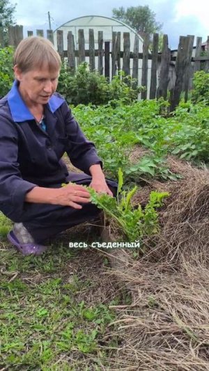 Как избавиться от хрена
