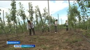 На Ставрополье успешно реализуют программу «Школьный сад»