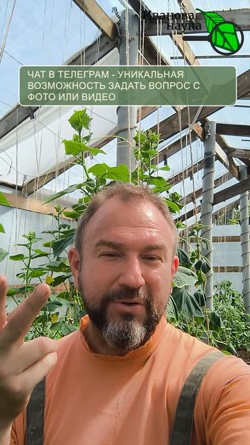 🥒 Желтеют листья и замерли завязи огурца? 😱 Спасаем огурцы за 2 минуты! 🥒 Желтизна УЙДЕТ! 🔥