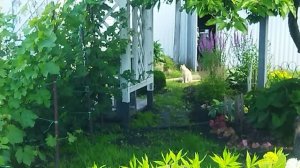 Огород и теплица. 29.06.26. 1 часть.