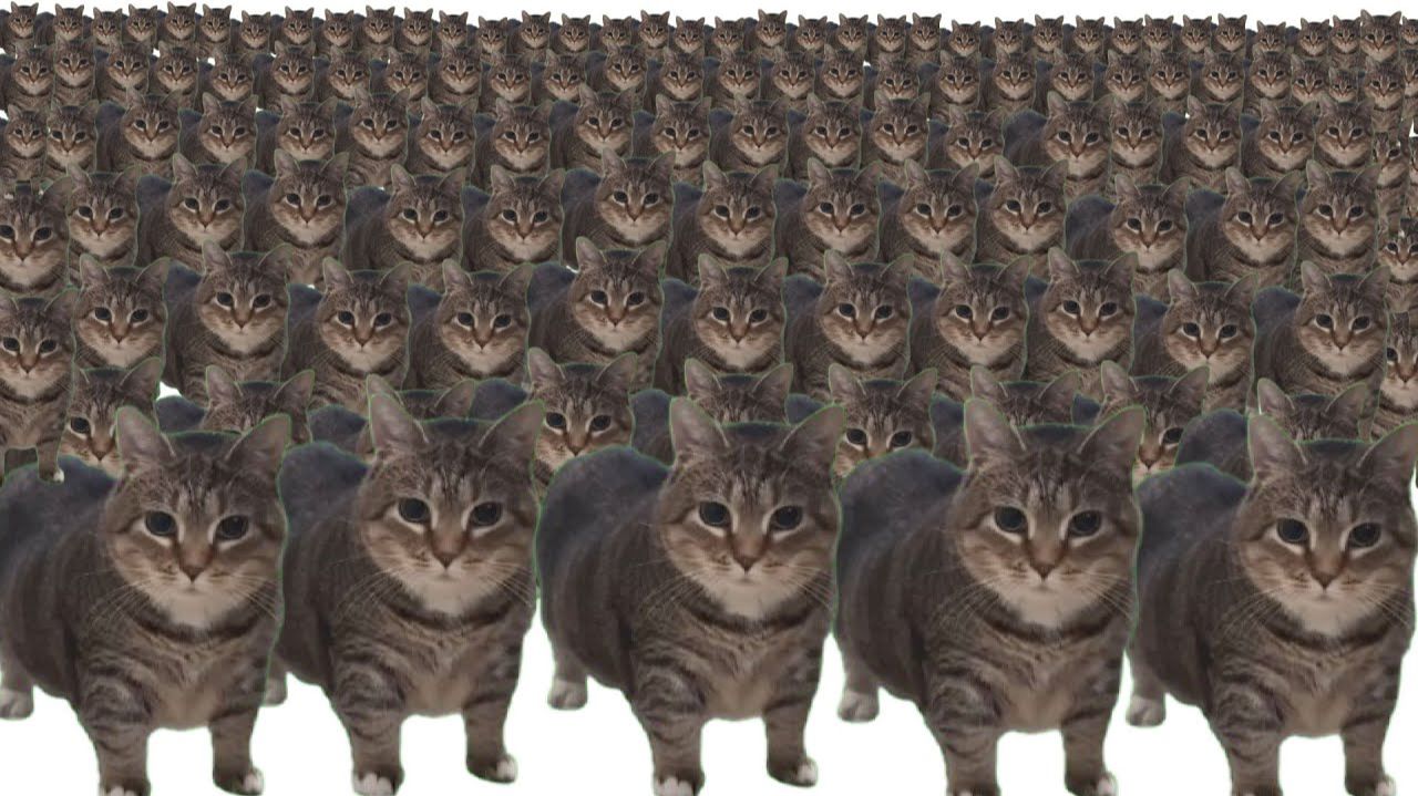 Мемы животных