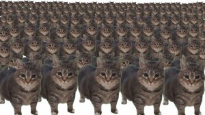 удивительная кошка x10000000