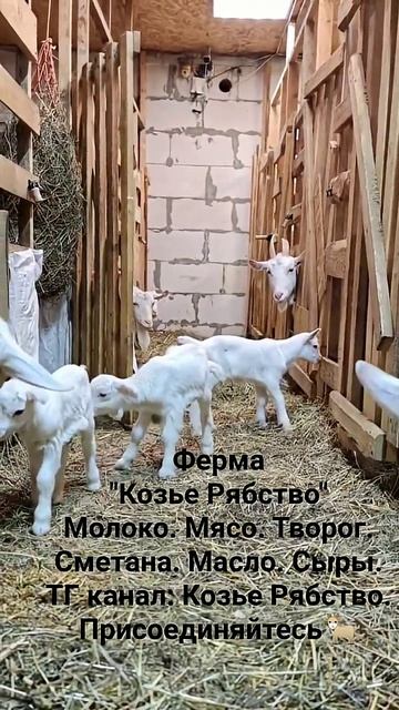 Ферма #козьерябство #Молоко #Мясо #Творог  #Сметана #Масло #Сыры
