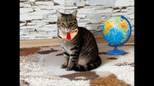 Если бы котики ходили в школу-2:Постройки учеников в майнкрафт