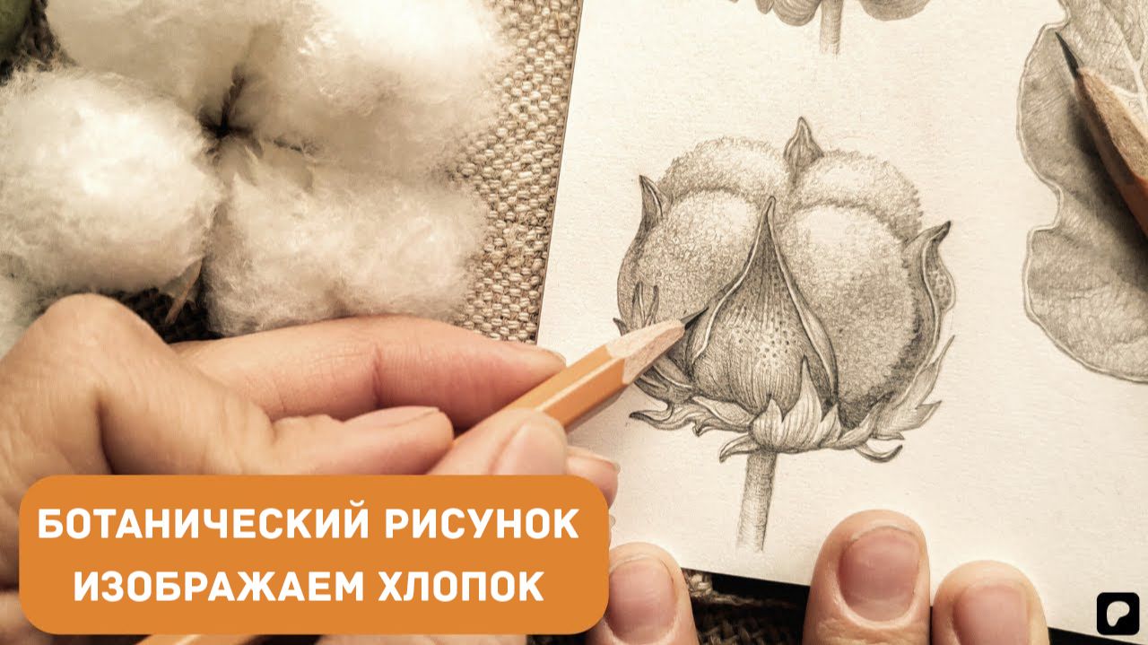 Ботанический рисунок, изображение хлопка: учимся рисовать карандашом
