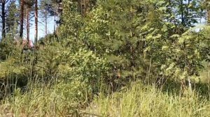 ПРИРОДА 🍄🟫🌲🌳 Карелии. Сосновый бор