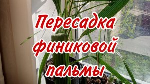 Пересадка финиковой пальмы
