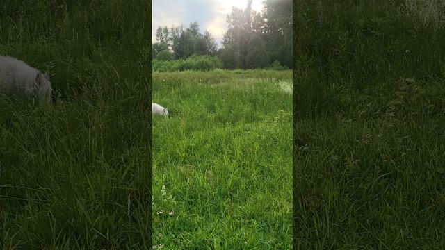 летняя лайка