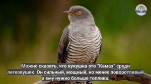 Почему кукушка не высиживает свои яйца. Причина - в биологии!