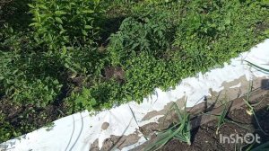 29-06-2026 года.Собрала первый урожай ягод и кабачков.