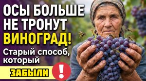 Старый способ защитить виноград от ос, который реально работает