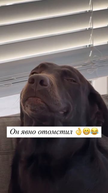 Что я ему сделала ???? смотреть онлайн