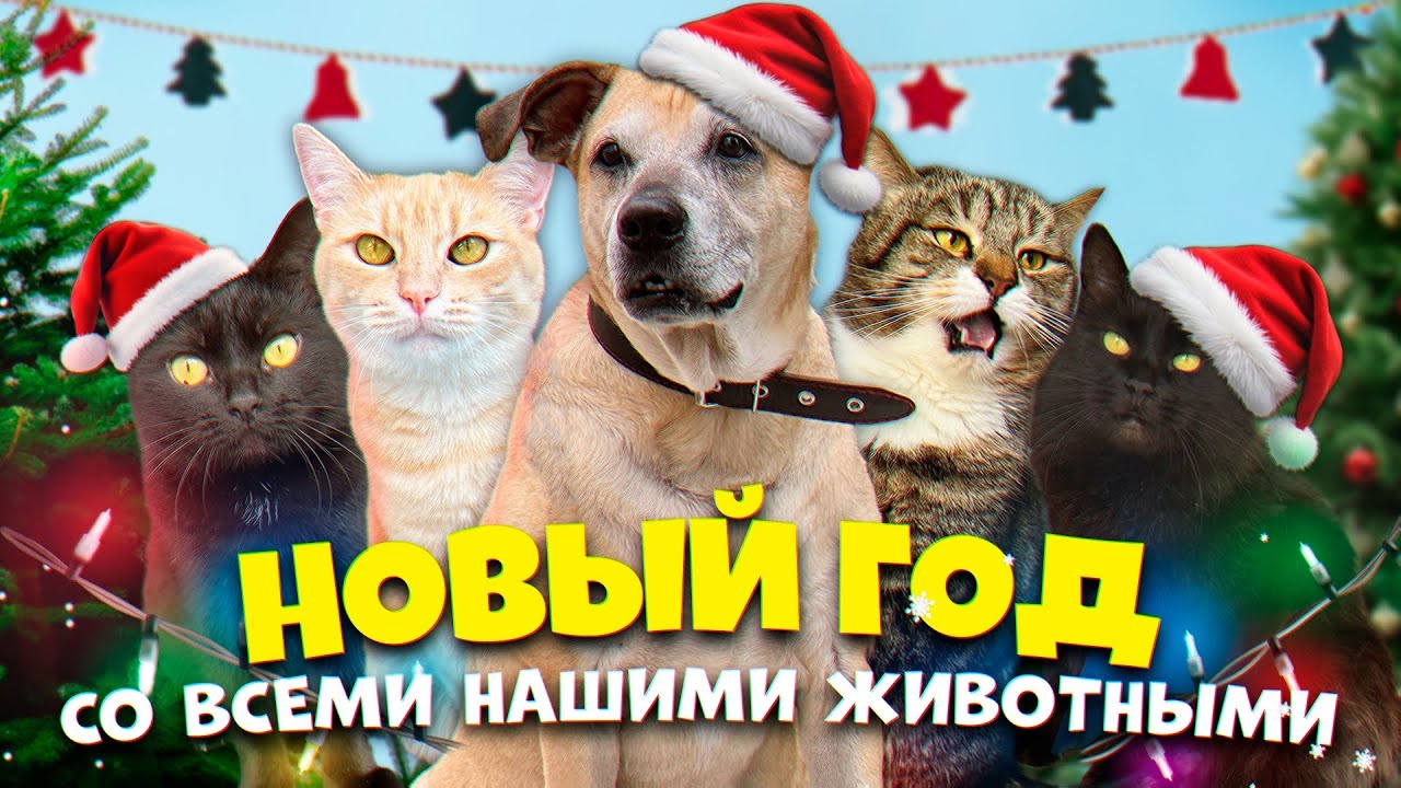 Новый год со всеми нашими домашними животными / SANI Vlog