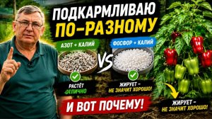 Не все перцы нужно подкармливать одинаково. Две подкормки для перца или баклажан.