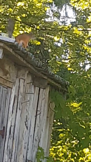 белачка