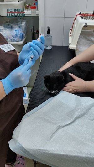 Вакцинация кота. Вектор. г.Зеленоград