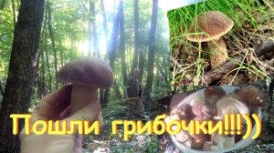 Пошли грибочки, пошли!!!