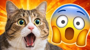 СМЕШНЫЕ КОТЫ | ЛУЧШИЕ ПРИКОЛЫ С КОТАМИ, СОБАКАМИ, КОШКИ, СОБАКИ, ЖИВОТНЫЕ, СМЕШНОЕ ВИДЕО