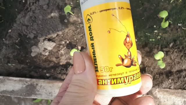2455.  Вот они,непрошеные гости, муравьи!!!
