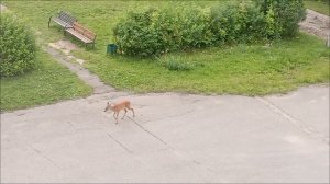 Косуля в городе!