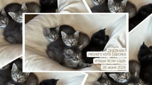 ДНЕВНИК лесного кота Барсика «Наш ясли-сад!» 26.06.2026