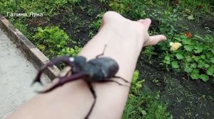 29.6.26. Вот он какой большой/простой рецепт/ рукопоп вязаный уже готов