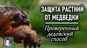Медведка на огороде Как надежно защитить растения от медведки