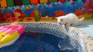 Как котёнок Кефир оказался на сдувающемся матрасе в воде?