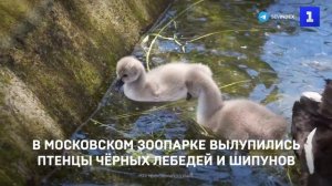 В Московском зоопарке вылупились птенцы чёрных лебедей и шипунов