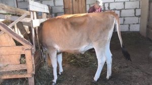 С хозяйством 🐥🐂🐷. Видео отзыв от подписчицы 🍯