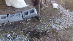 Строим Сарай,#2, стены уже готовые
