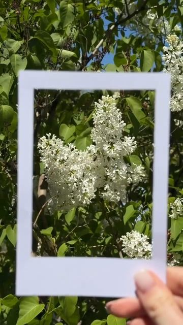 Фотографируем взглядом 📸