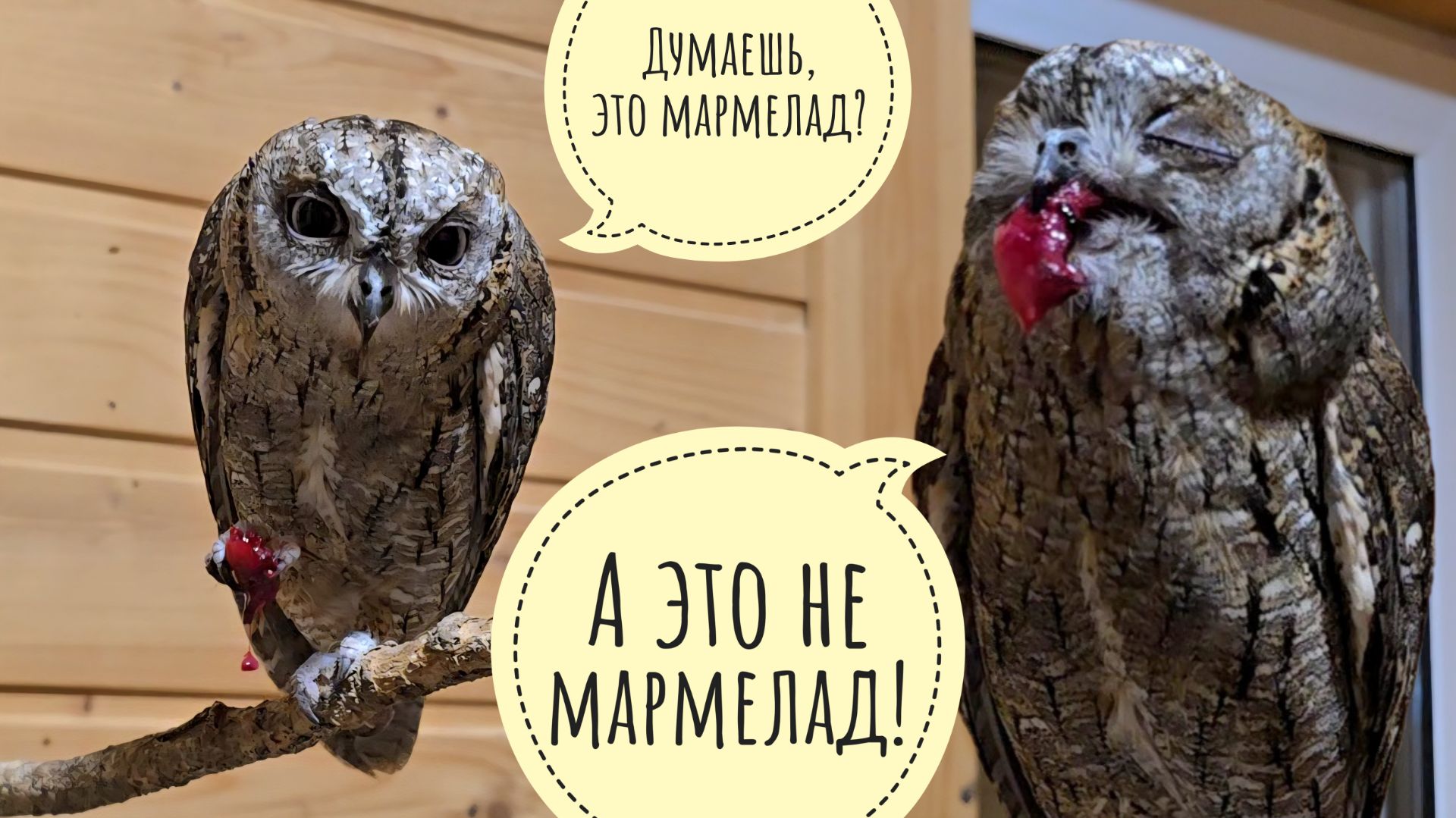 Странные ямки, милые утятки, подозрительные гуси. Совы сплюшки дождались мясов и не рады уборке смотреть онлайн