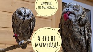 Странные ямки, милые утятки, подозрительные гуси. Совы сплюшки дождались мясов и не рады уборке