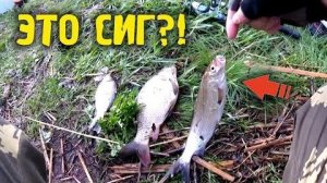 Рыбалка на поплавок и донку ЭТО СИГ КАРАСЬ КАРПИК